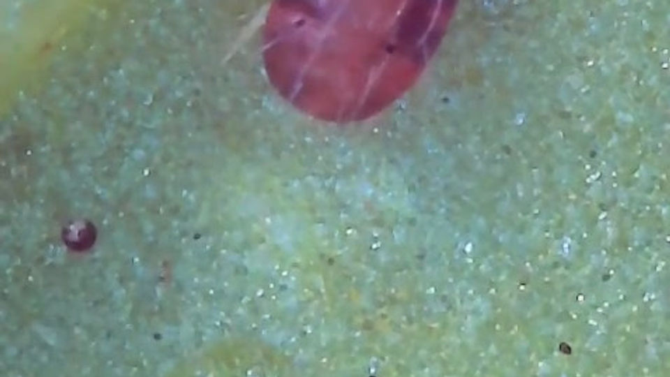 Entomopatojen Fungus